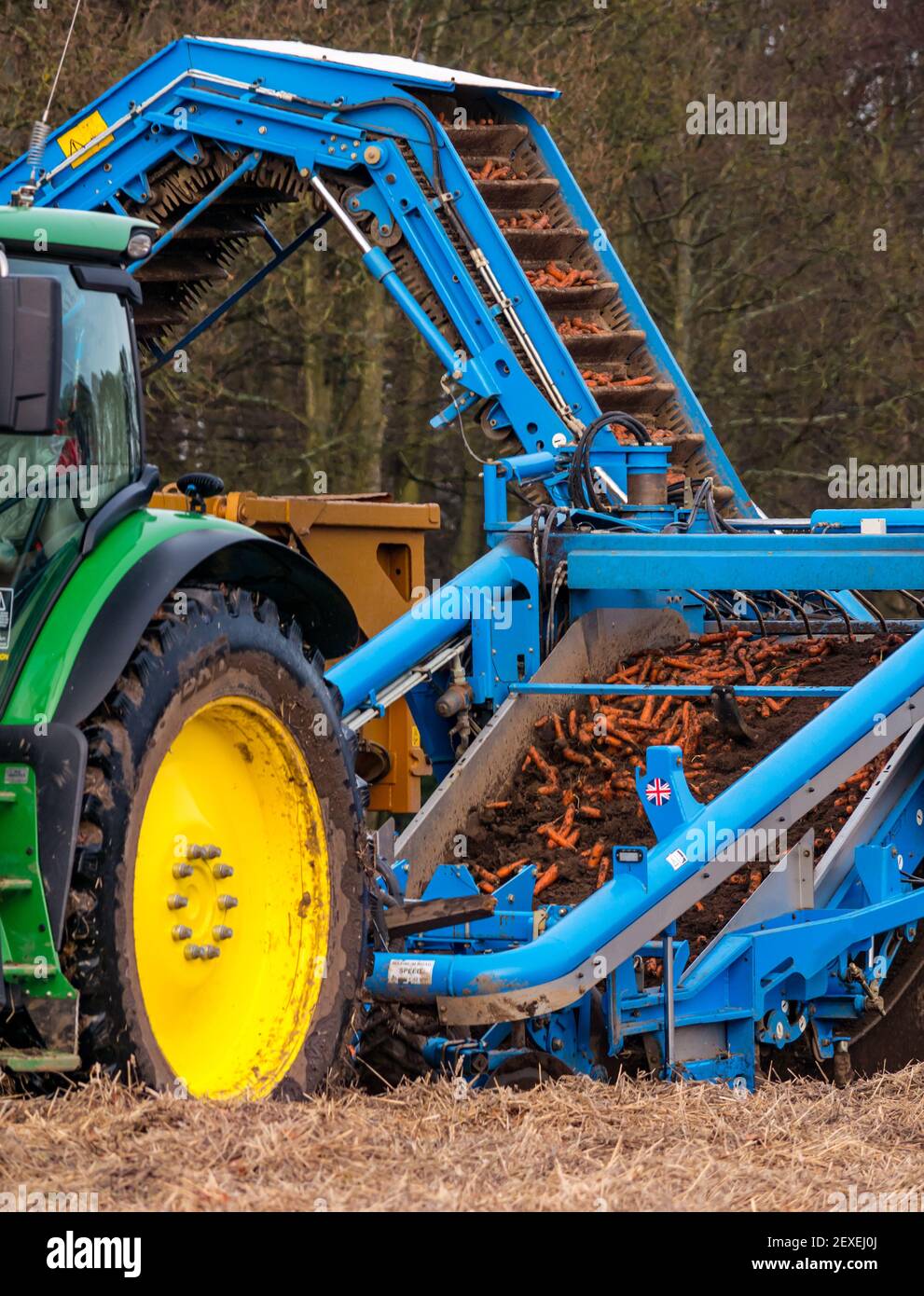 Trattore che raccoglie un campo di carote presso la Luffness Mains Farm, East Lothian, Scozia, Regno Unito Foto Stock