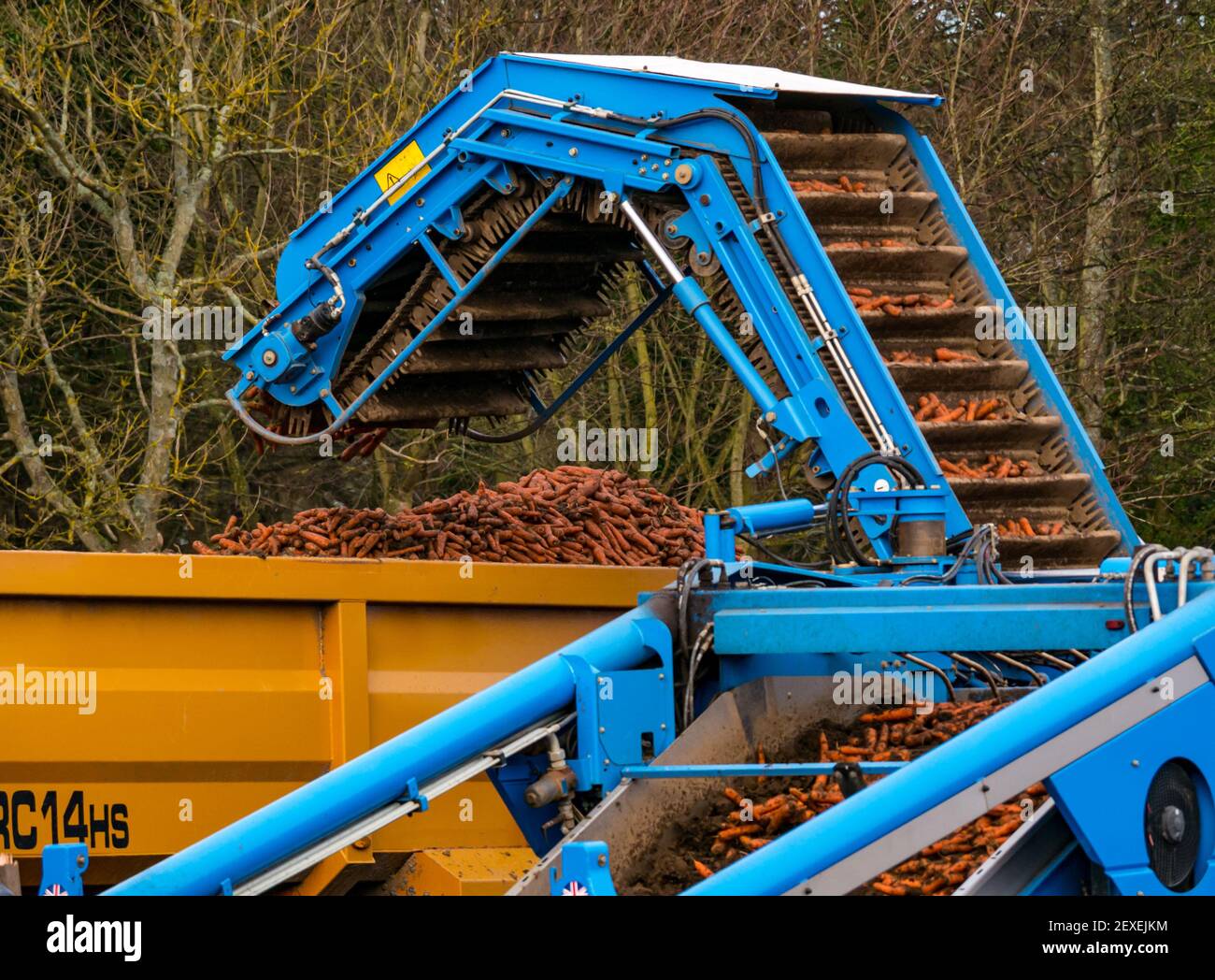 Trattore che raccoglie un campo di carote presso la Luffness Mains Farm, East Lothian, Scozia, Regno Unito Foto Stock