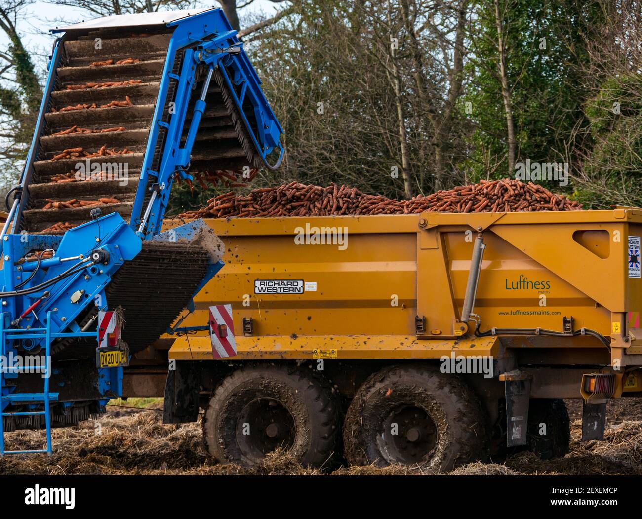 Trattore che raccoglie un campo di carote presso la Luffness Mains Farm, East Lothian, Scozia, Regno Unito Foto Stock