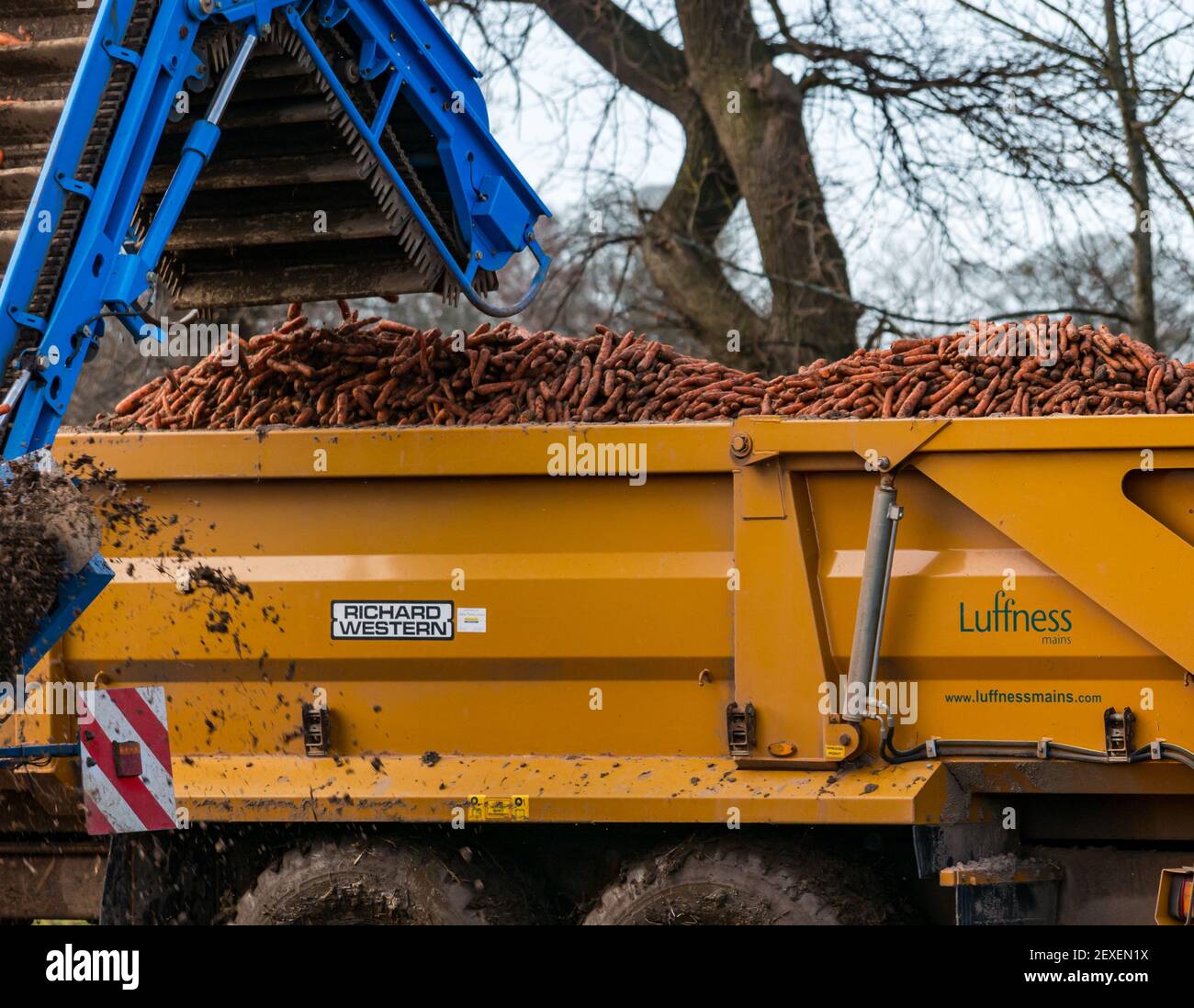 Trattore che raccoglie un campo di carote presso la Luffness Mains Farm, East Lothian, Scozia, Regno Unito Foto Stock