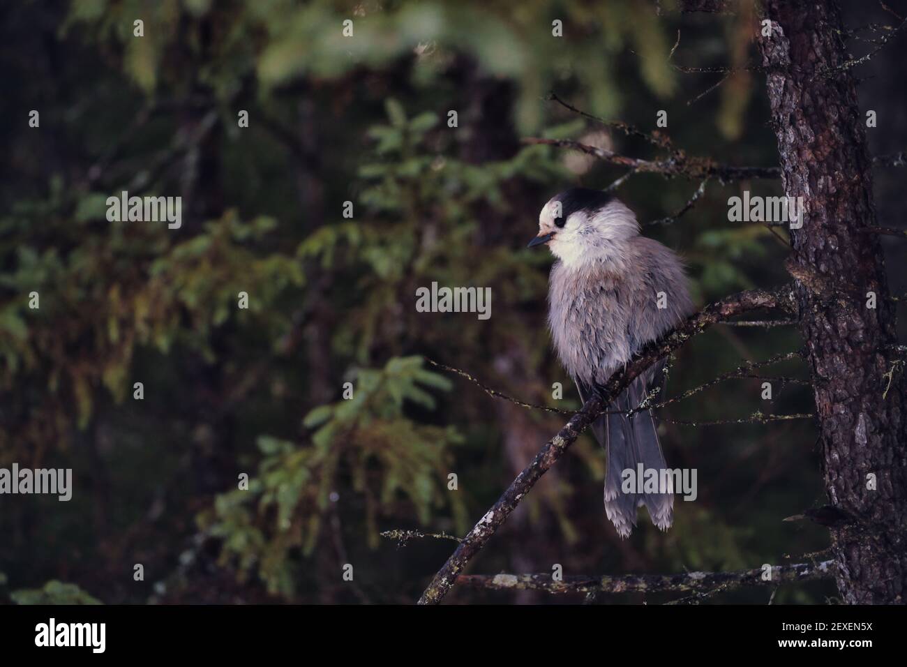 Un fieno selvaggio del Canada (Perisoreus canadensis) è appollaiato su un ramo di un albero nella foresta. Foto Stock