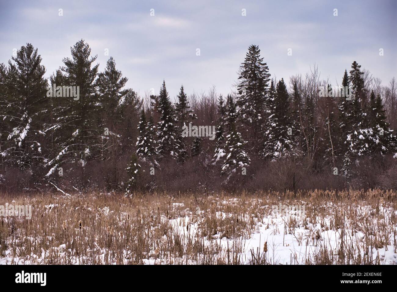 Un'area di paludi congelate in Ontario, Canada, è piena di neve in inverno, con canne secche e morte in piedi sopra la copertura della neve. Evergreen e nudo t Foto Stock