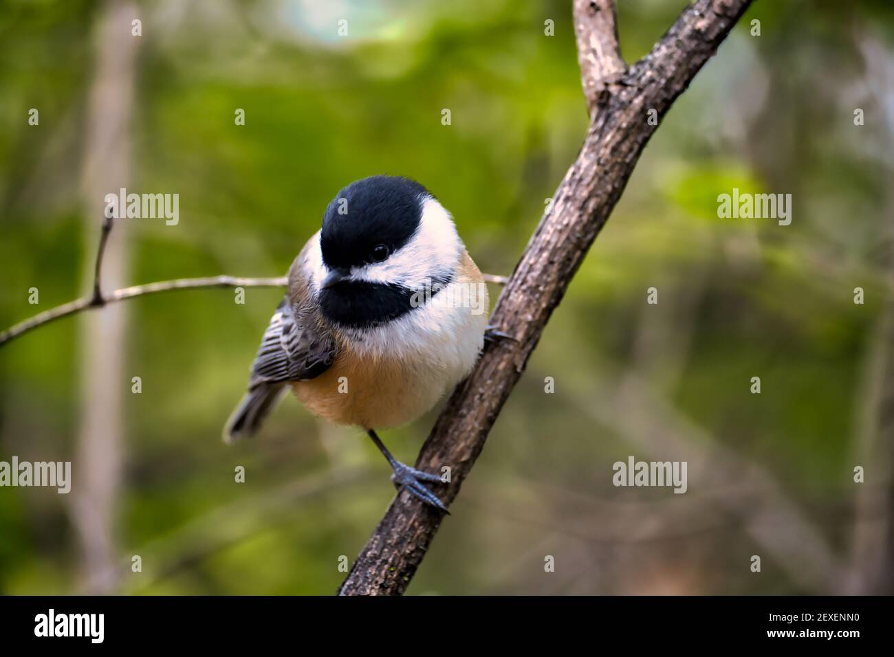 Primo piano di un chickadee (atricapillus di Poecile) che perching su un ramo diagonale su un albero nella foresta. Foto Stock
