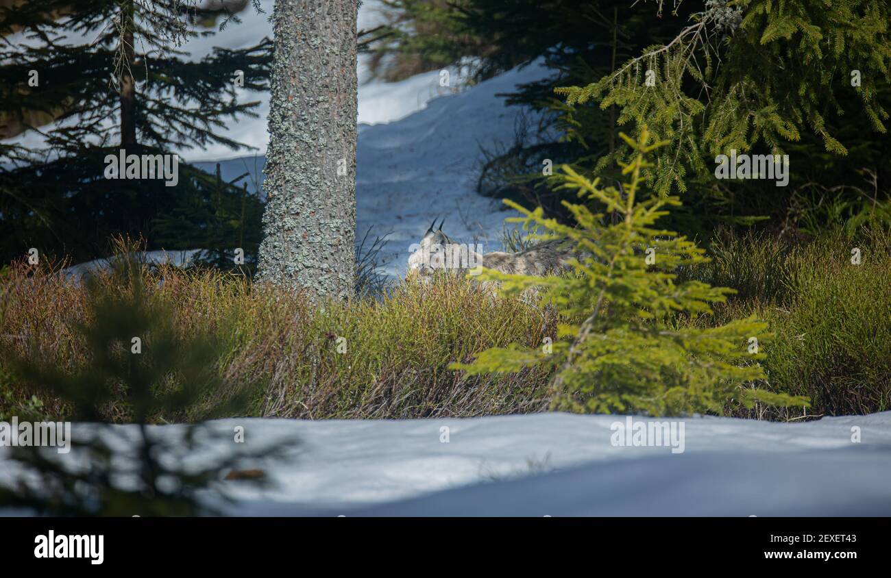 Lynx cammina tranquillamente attraverso la foresta ed è caccia, la foto migliore. Foto Stock