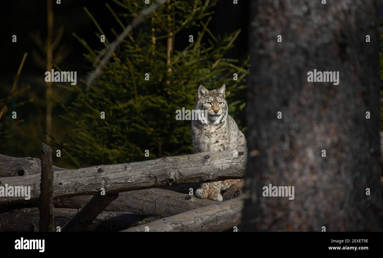 Lynx cammina tranquillamente attraverso la foresta ed è caccia, la foto migliore. Foto Stock