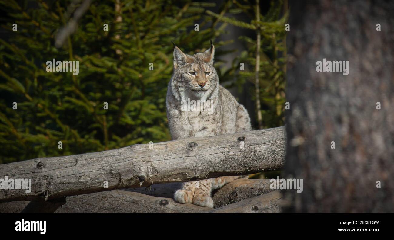 Lynx cammina tranquillamente attraverso la foresta ed è caccia, la foto migliore. Foto Stock
