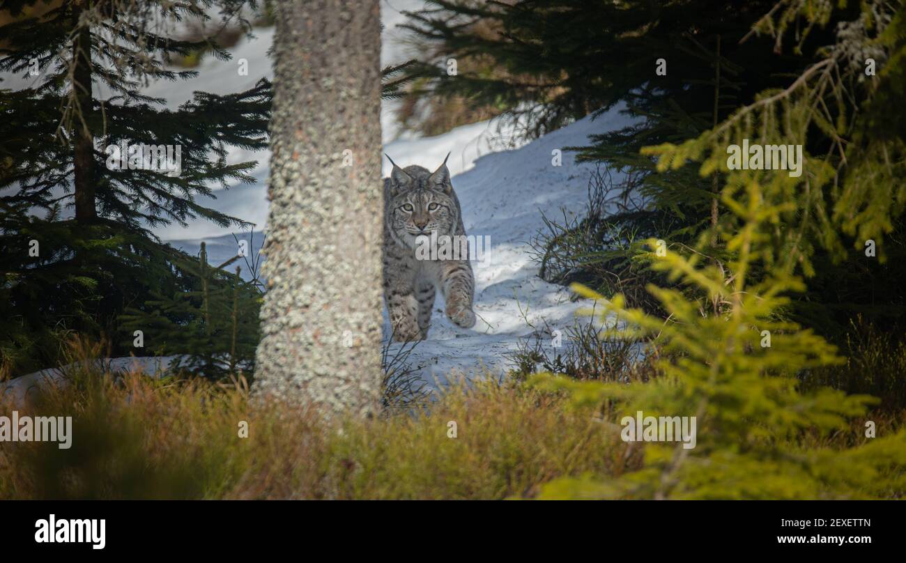 Lynx cammina tranquillamente attraverso la foresta ed è caccia, la foto migliore. Foto Stock