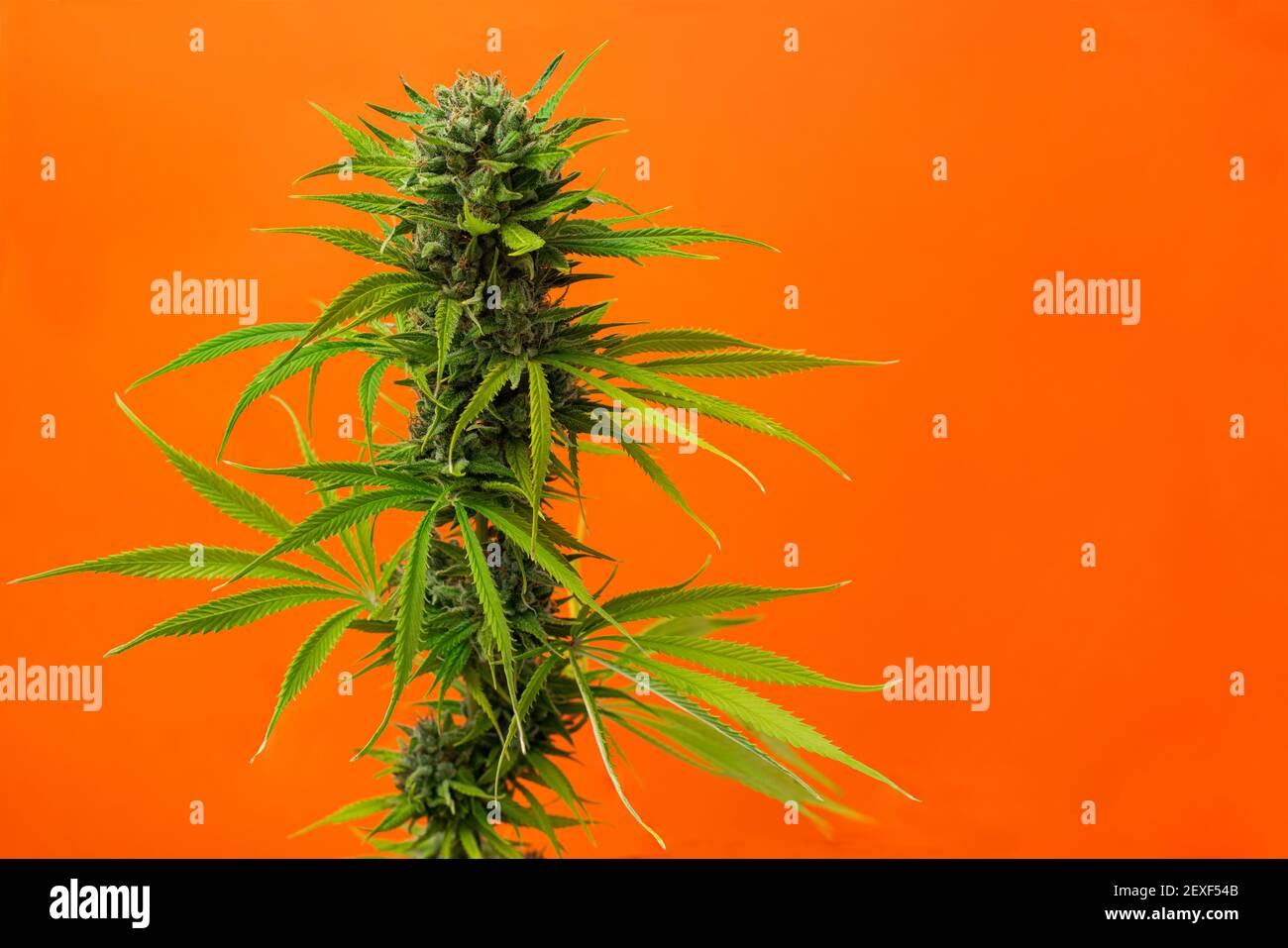 Primo piano bud marijuana caramello su sfondo arancione con spazio per testo Foto Stock