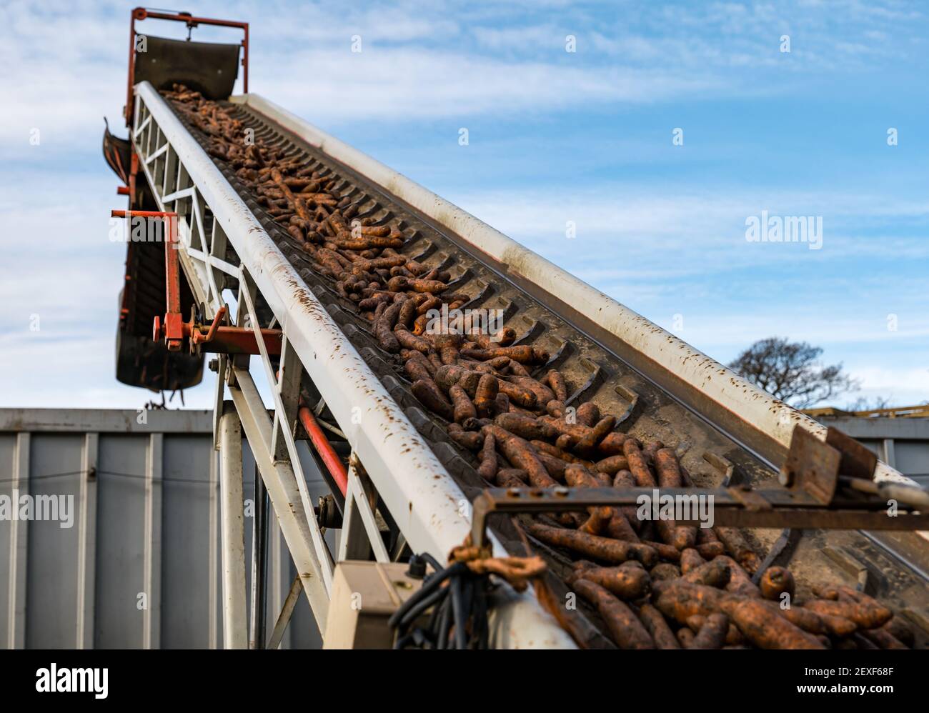 Macchine agricole per il trasporto di carote al rimorchio di autocarri in cortile per la raccolta di carote presso la Luffness Mains Farm, East Lothian, Scozia, Regno Unito Foto Stock