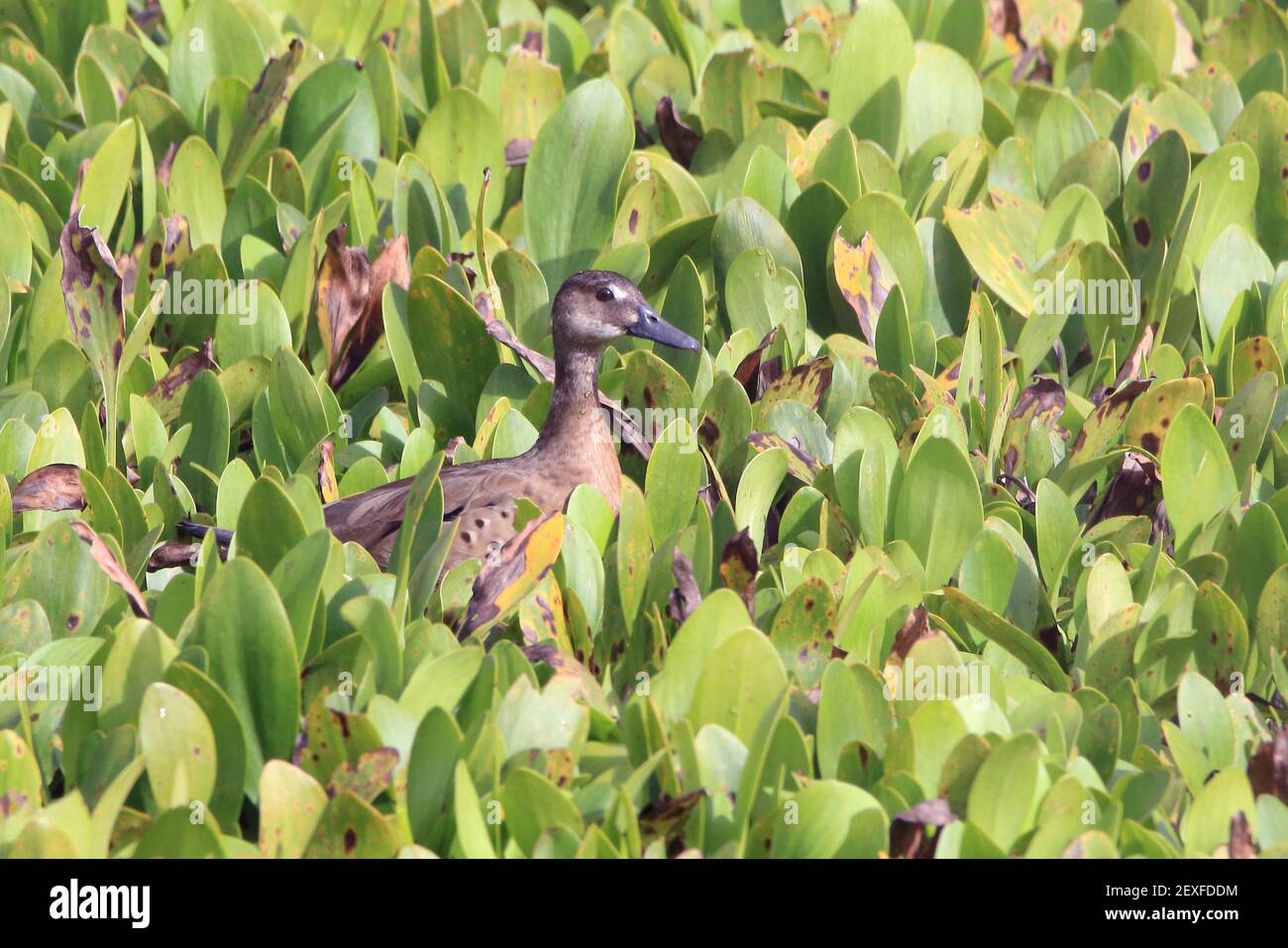 Femmina del Teal Brasiliano (Amazonetta brasiliensis) nascosto nel fogliame acquoso Foto Stock