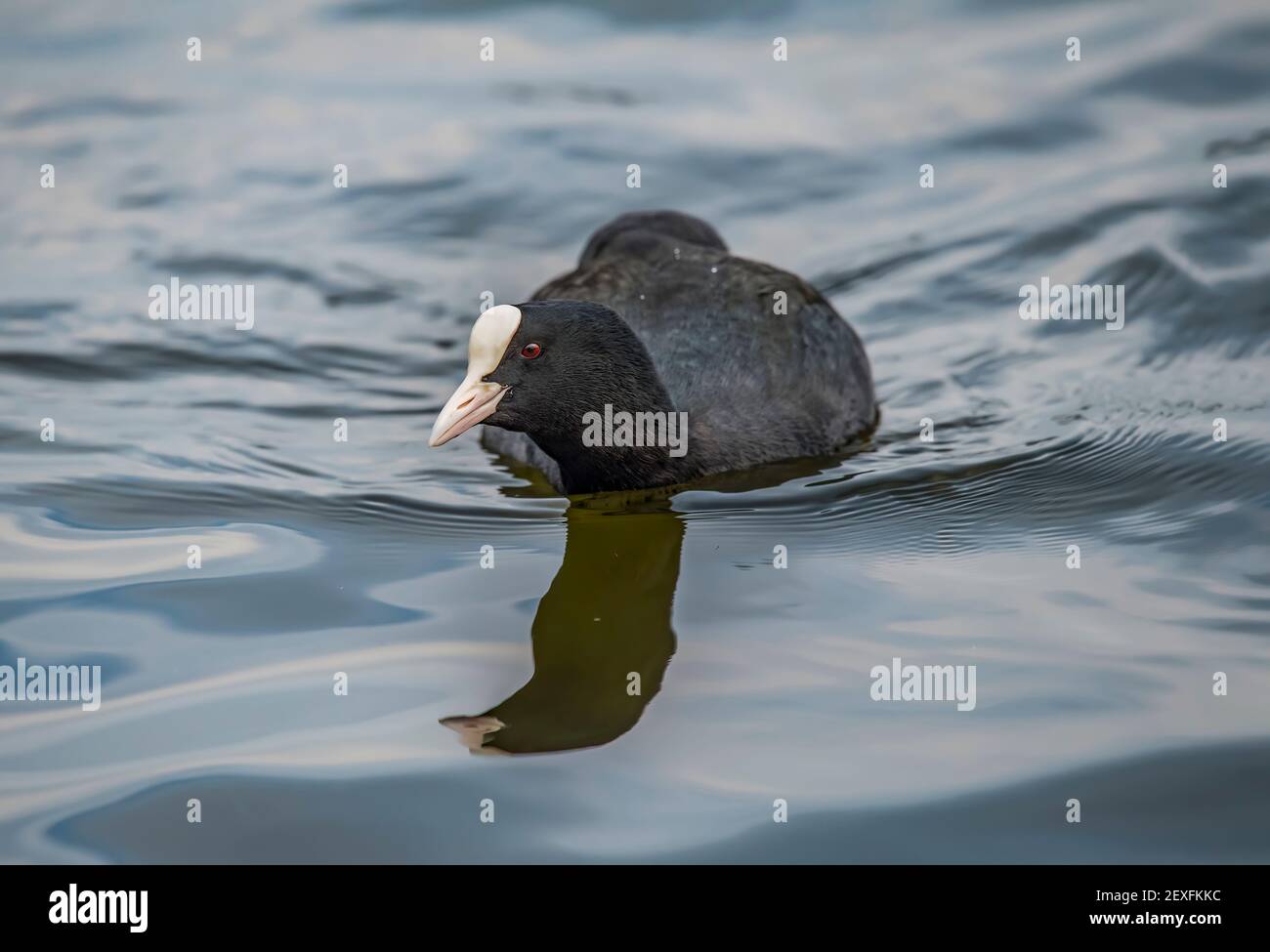 A Coot su un lago, primo piano, in Scozia, nel periodo invernale Foto Stock