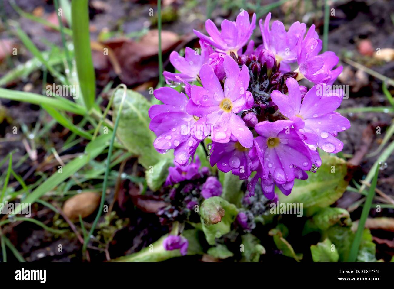 Primula denticulata ‘Blue’ batterista Primrose Blue - testa di fiore sferica violetta della rosetta a foglia di basale, marzo, Inghilterra, Regno Unito Foto Stock