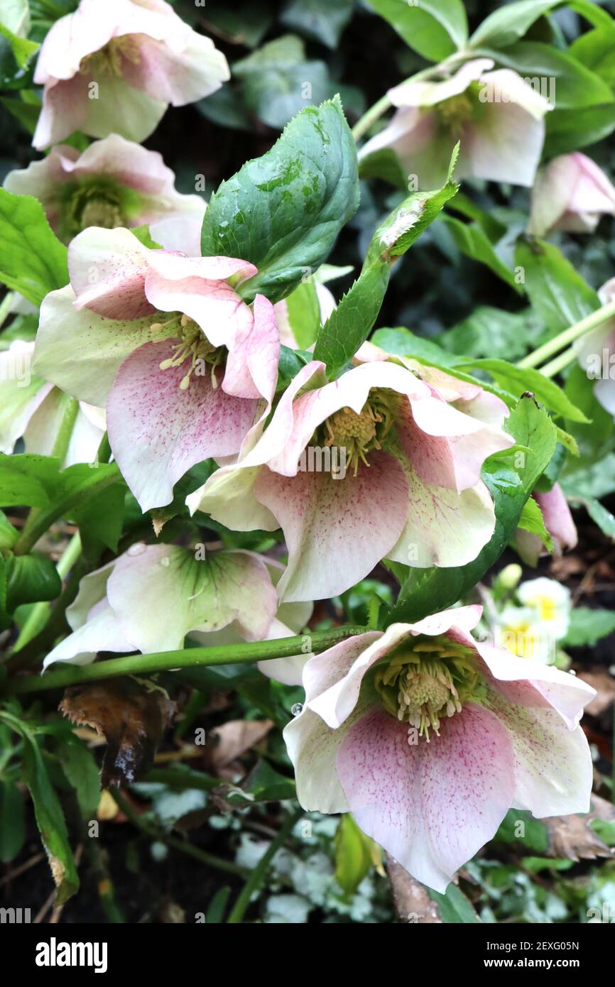 Helleborus x hybridus ‘Pink Lady Spotted Lady Series’ Hellebore Pink Lady Spotted – fiori rosa intenso con tinte verdi chiare, marzo, Inghilterra, Regno Unito Foto Stock
