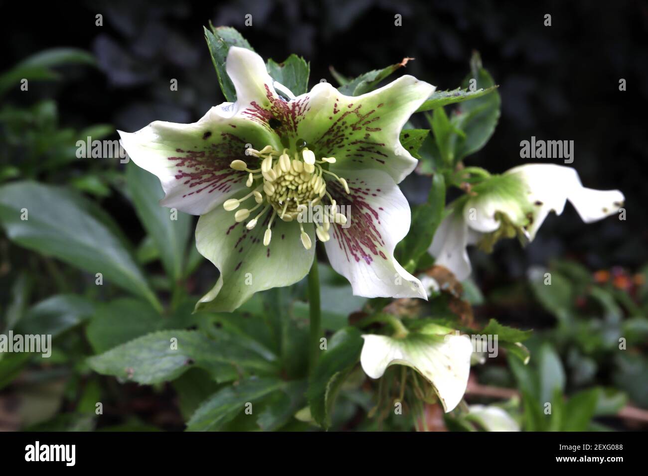 Helleborus x hybridus Hellebore bianco con riflessi verdi, fleckles viola e punte di petali appuntite, marzo, Inghilterra, Regno Unito Foto Stock