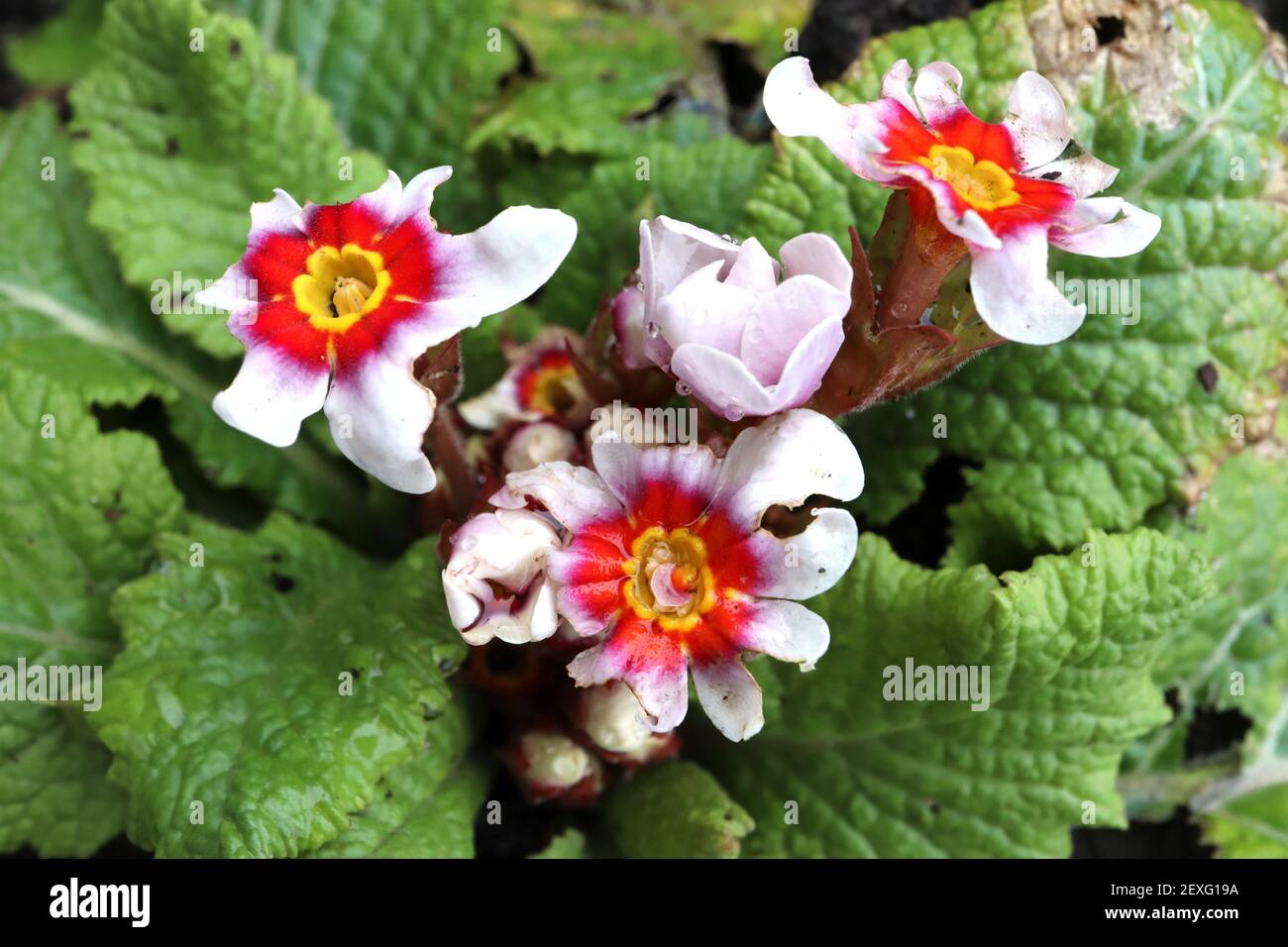 Primula acaulis ‘Antique Silver Shadow’ Primula acaulis bianco con aloni rossi e viola, marzo, Inghilterra, Regno Unito Foto Stock