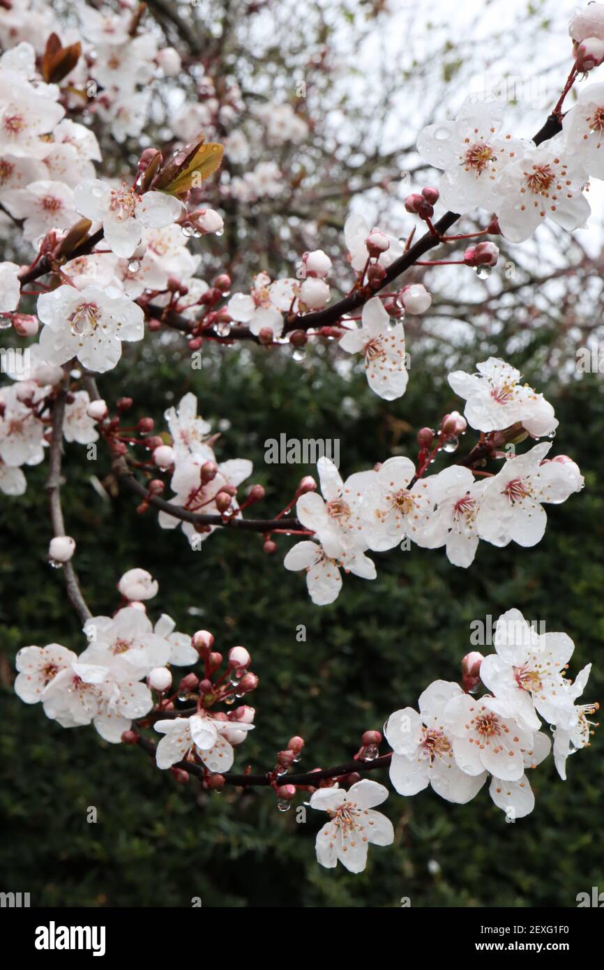 Prunus cerasifera prugna di ciliegia – piccoli fiori bianchi a forma di ciotola con molte stampigliature, steli rossi, foglie di marrone verde, marzo, Inghilterra, REGNO UNITO Foto Stock
