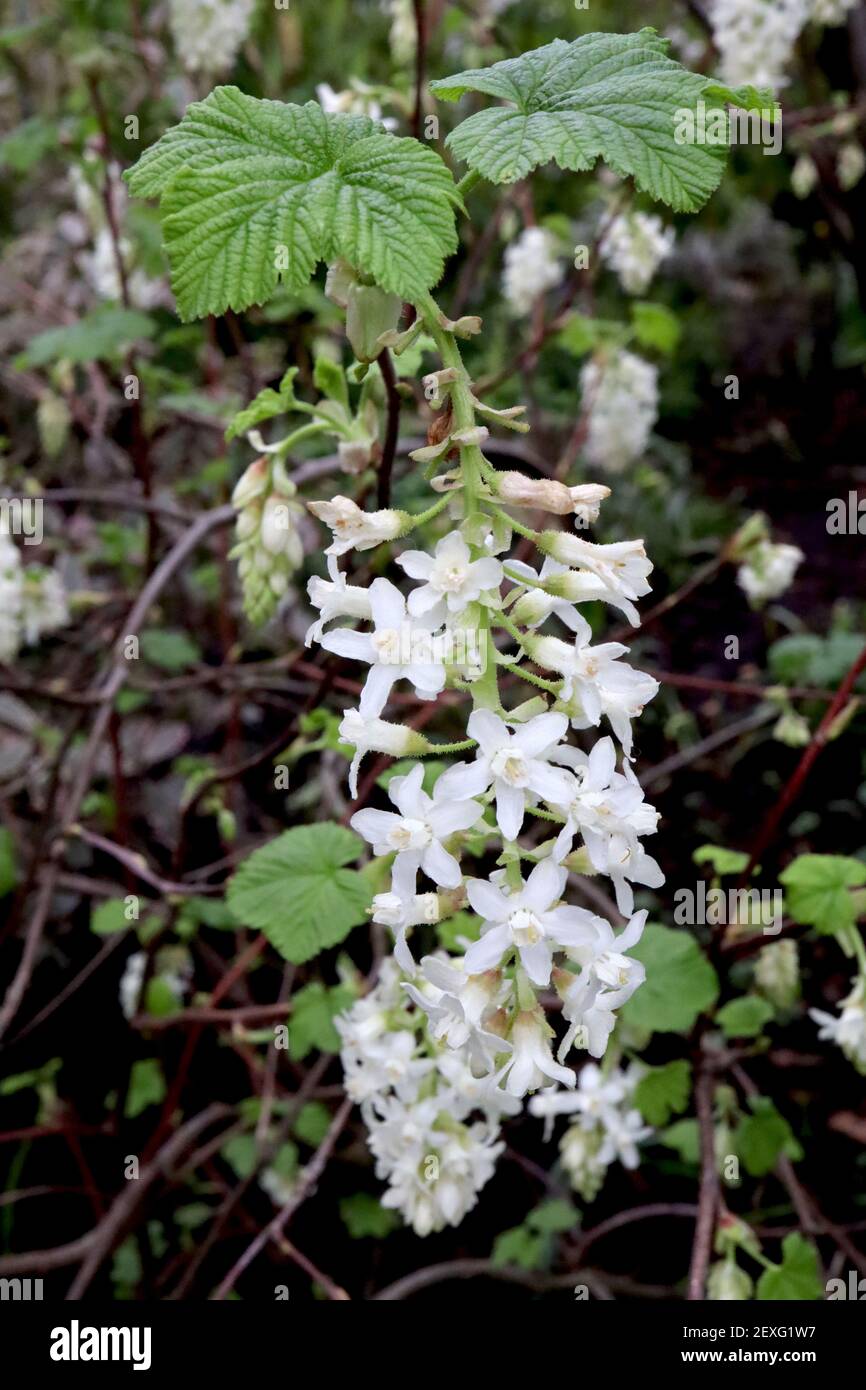 Ribes sangineum ‘White Icicle’ Flowering Currant White Icicle – Racemi di fiori bianchi e foglie verdi di palmate, marzo, Inghilterra, Regno Unito Foto Stock