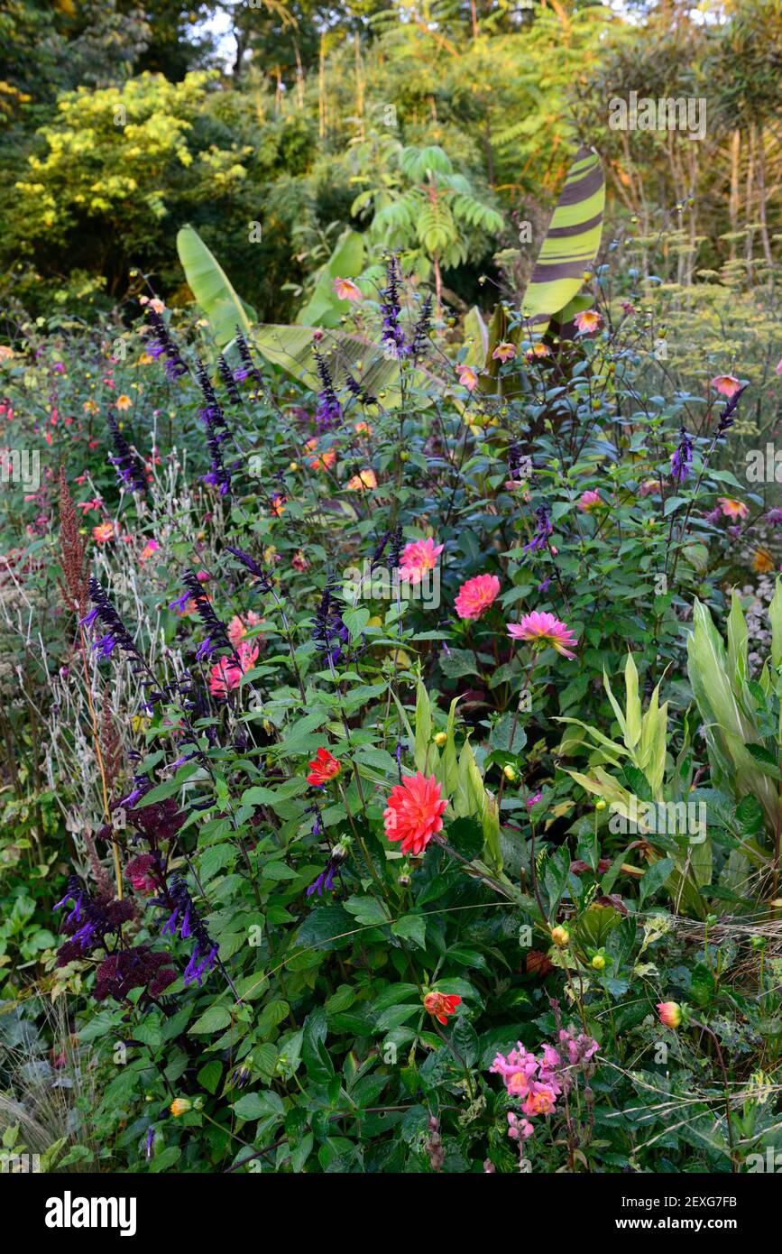 dahlia kilburn bagliore, acqua giglio dahlias, salvia amistad, musa sikkimensis bengala tigre, impianto misto, giardino, estate, confine esotico, letto, misto piantando schem Foto Stock