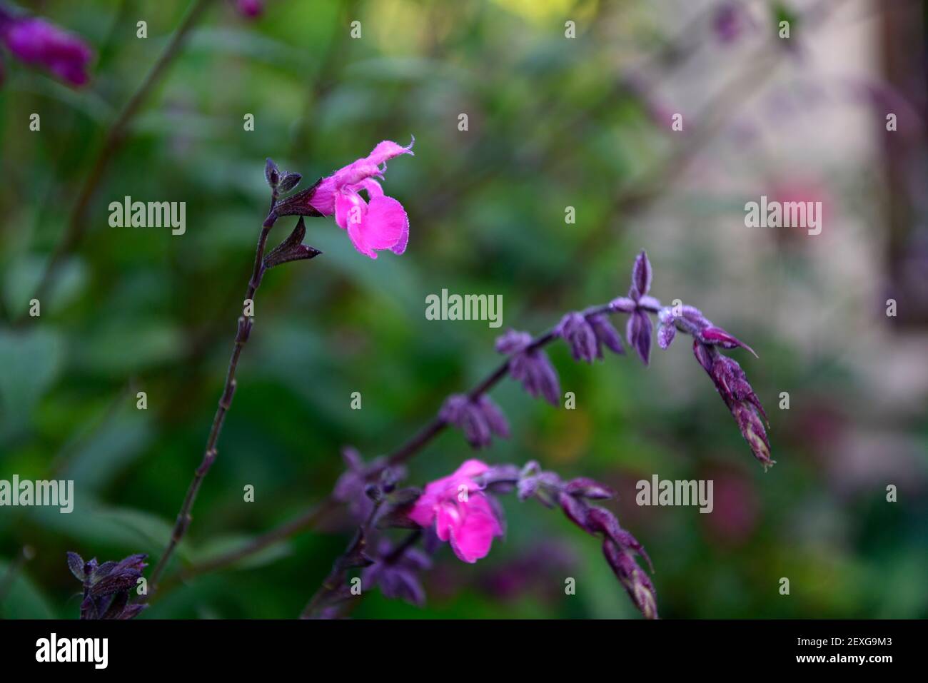 Salvia microfylla Selvatica Cangelone, salvia × jamensis Selvatica Cocomero, fiori magenta-rosa, fiore magenta-rosa, salvia fiorente Foto Stock