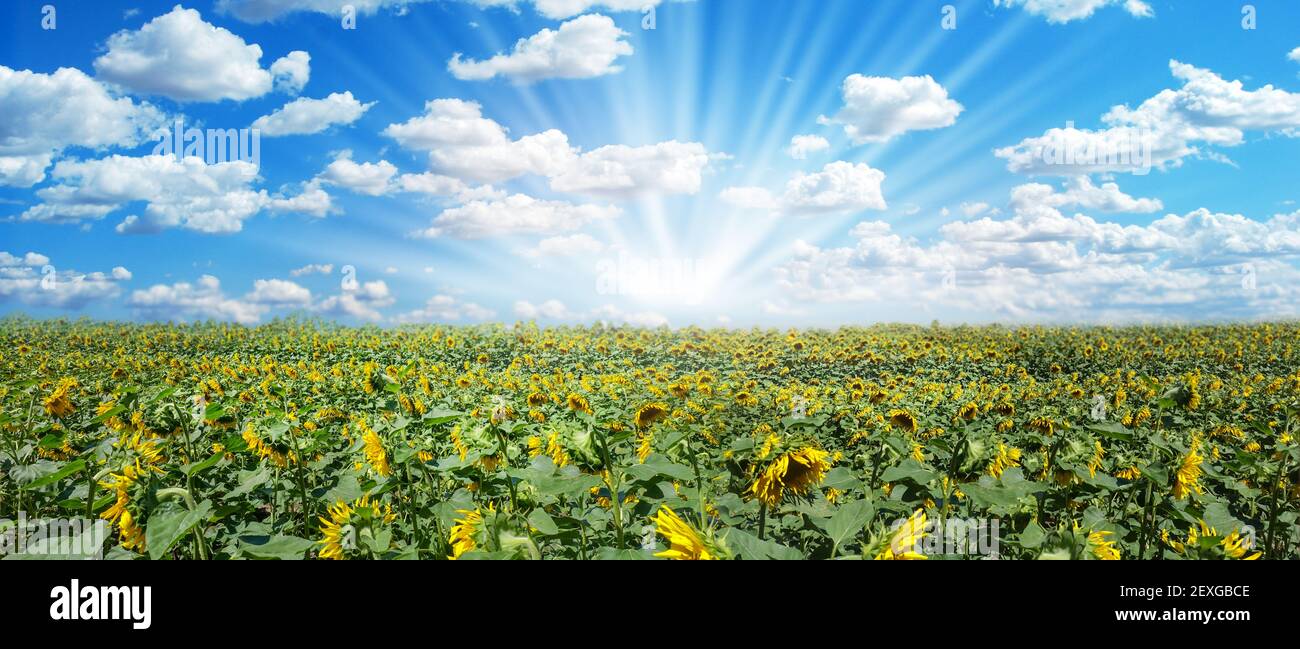 Incredibile campo di girasole con cielo blu drammatico e nuvole. Meraviglioso paesaggio natura panoramica sfondo. Campo di girasoli dorati in fiore scenico Foto Stock