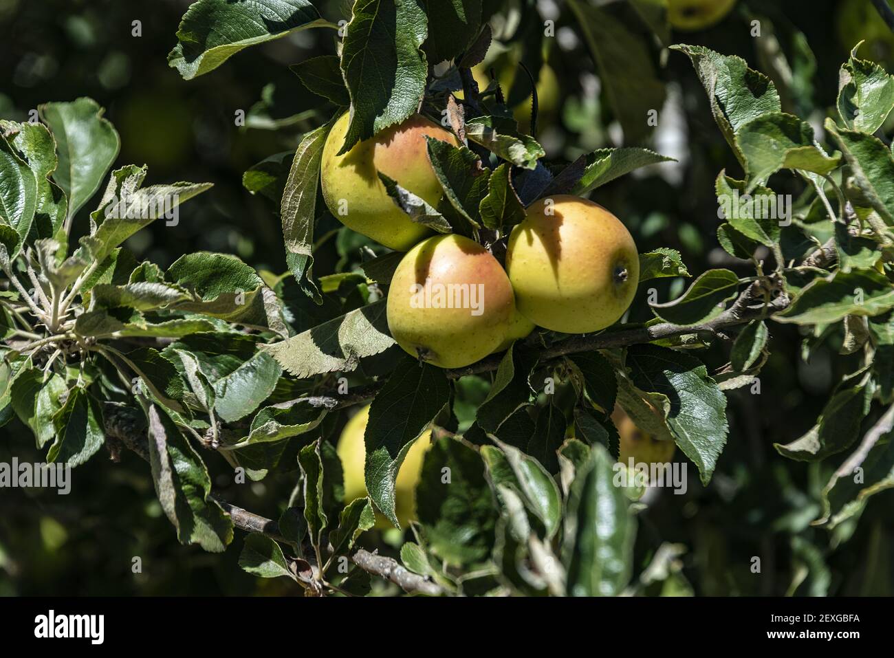 Mele mature fresche su un albero di mela colonnare in un giardino sotto la luce del sole Foto Stock