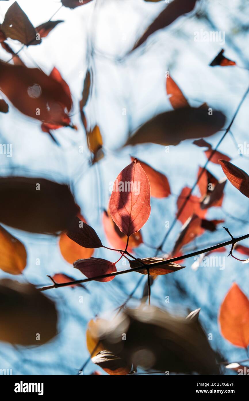Autunno verticale sfondo natura autunno con bacche e foglie. Sfondo autunno con elementi naturali, foto verticale. Messa a fuoco selettiva Foto Stock
