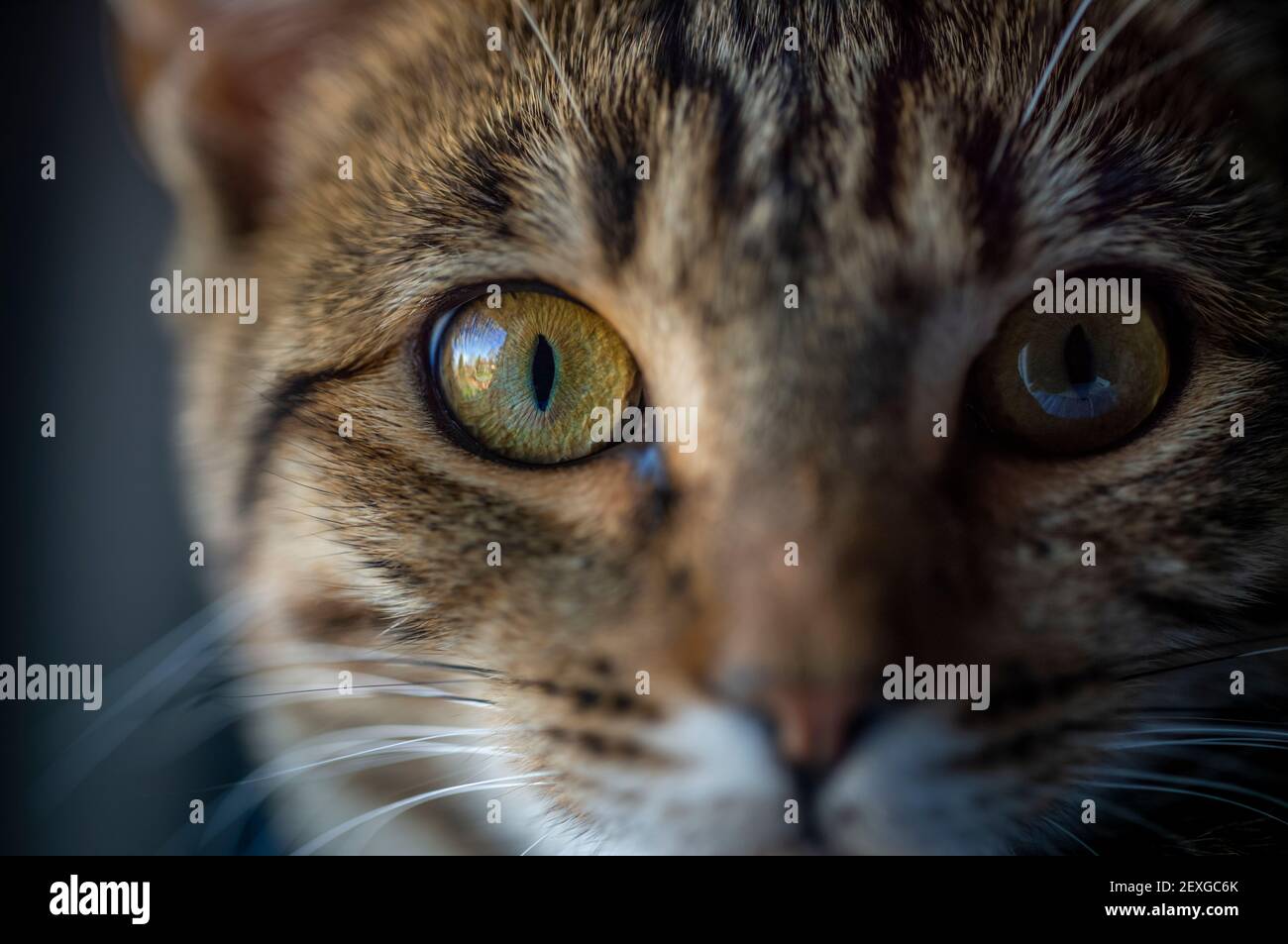 Close-up di un occhio di gatto Foto Stock
