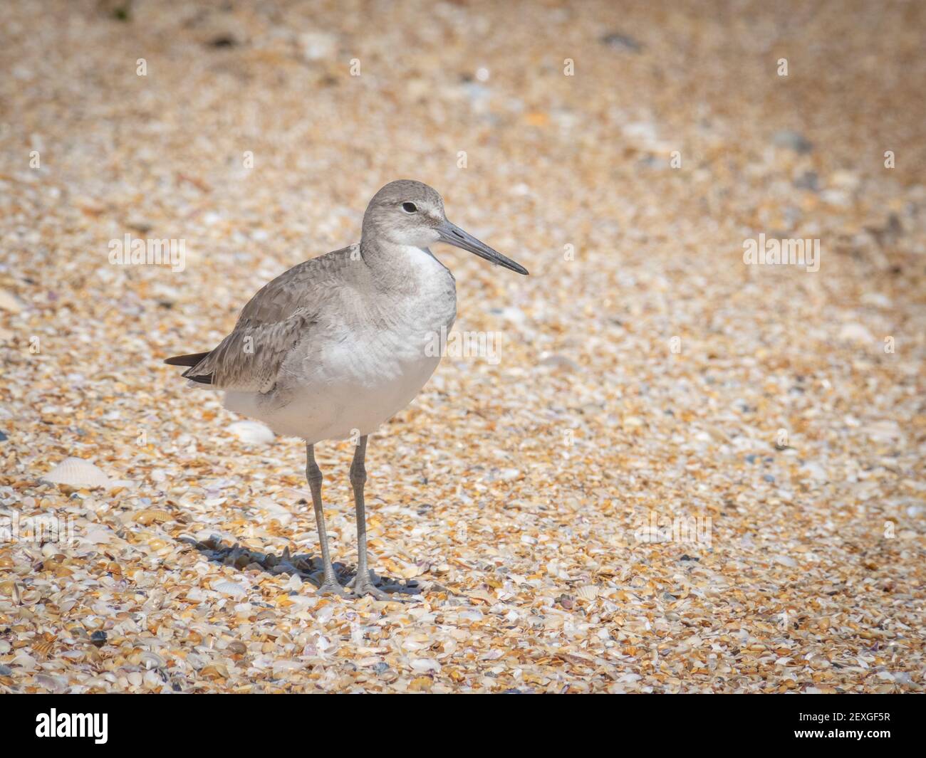 Carino piccolo uccello di willet sulla riva Foto Stock