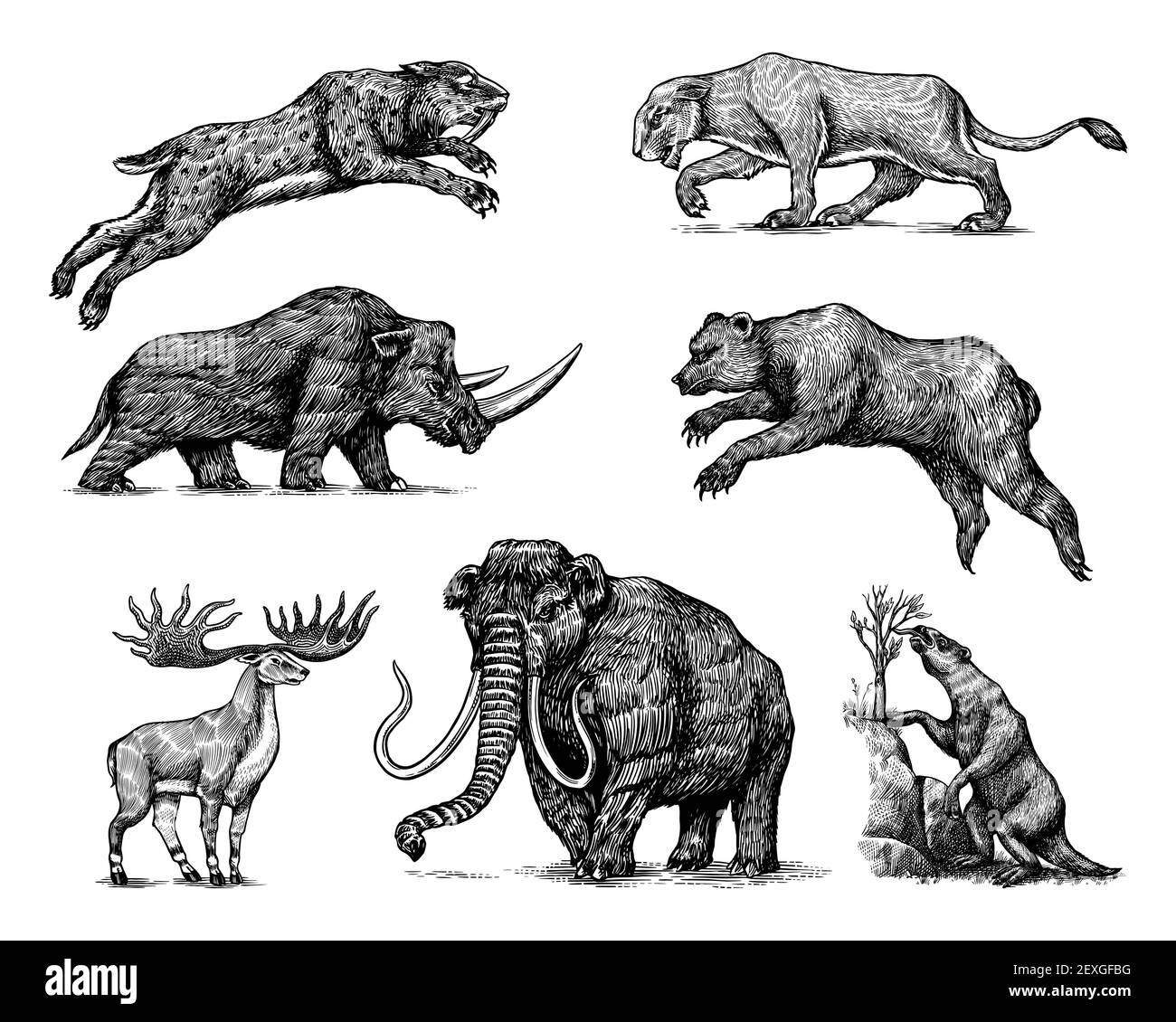 Mammoth o elefante estinto, Woolly rhinoceros Cave leone orso. Panthera Sabre tigre dentate, alci o cervi irlandesi, spioventi macinati, Megatheriidae. Vintage Illustrazione Vettoriale