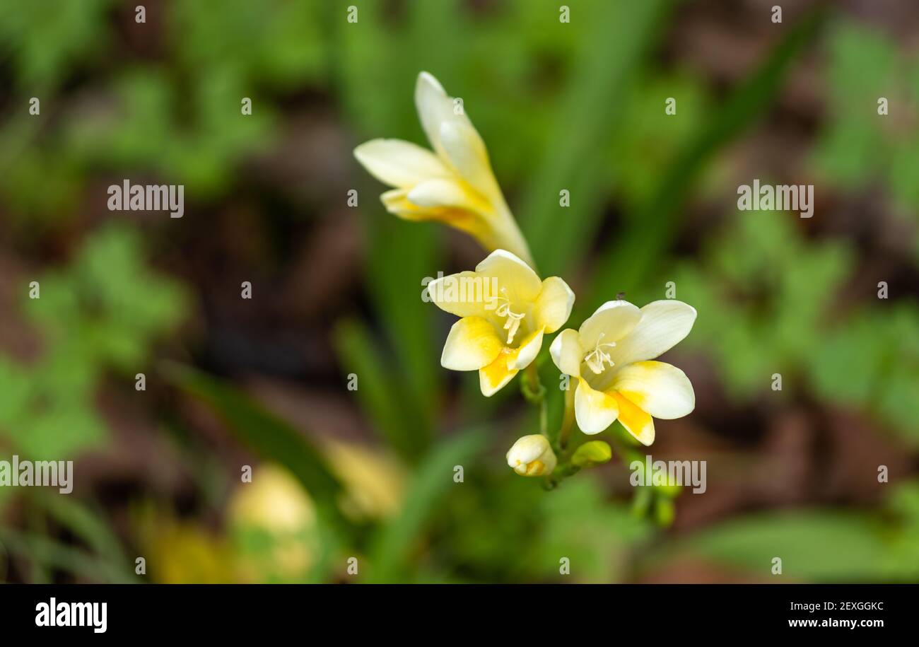 Dettagli di fiori freesia, inizio della primavera, profumo sorprendente. Foto Stock