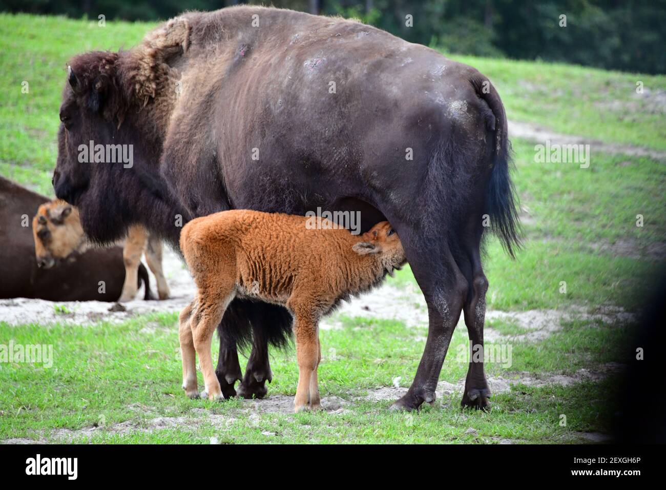 Baby bufalo che alimenta dalla sua madre tra il gregge. Foto Stock