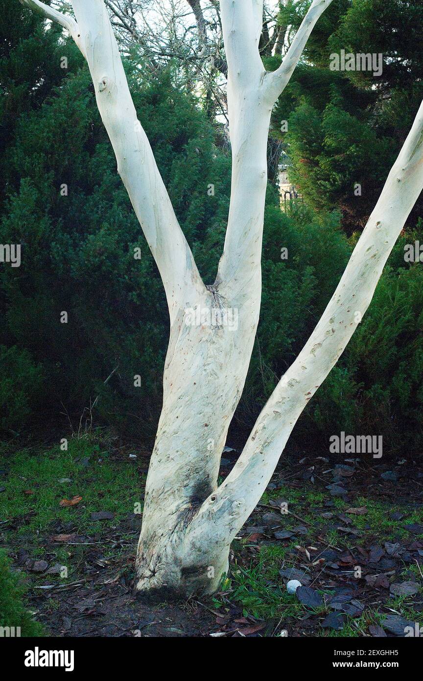 White Bark Tree in cespugli Foto Stock