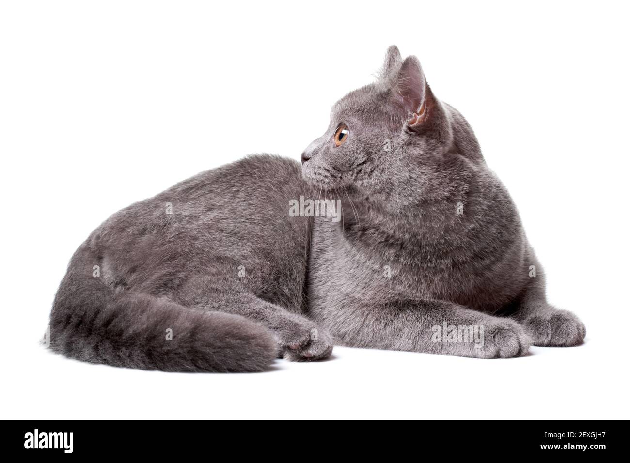 Gatto Foto Stock