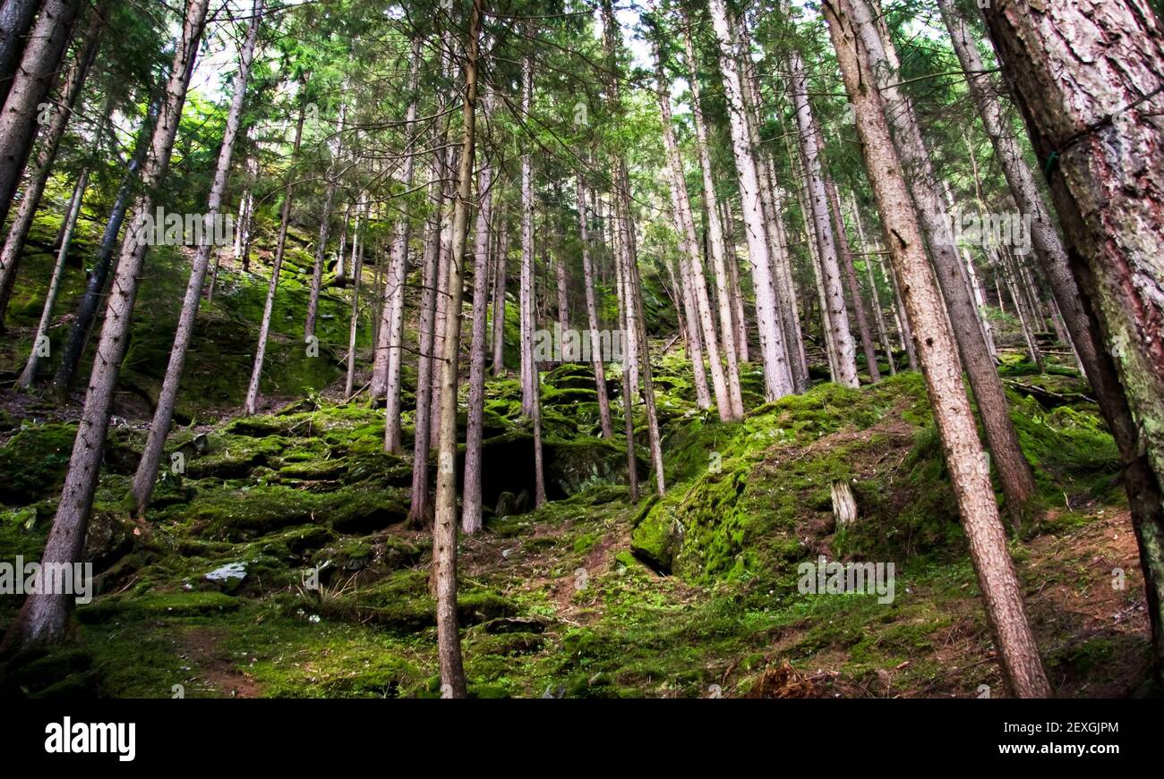 Foresta del pino Foto Stock
