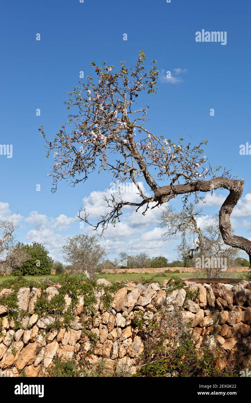 Fioritura del mandorlo Foto Stock