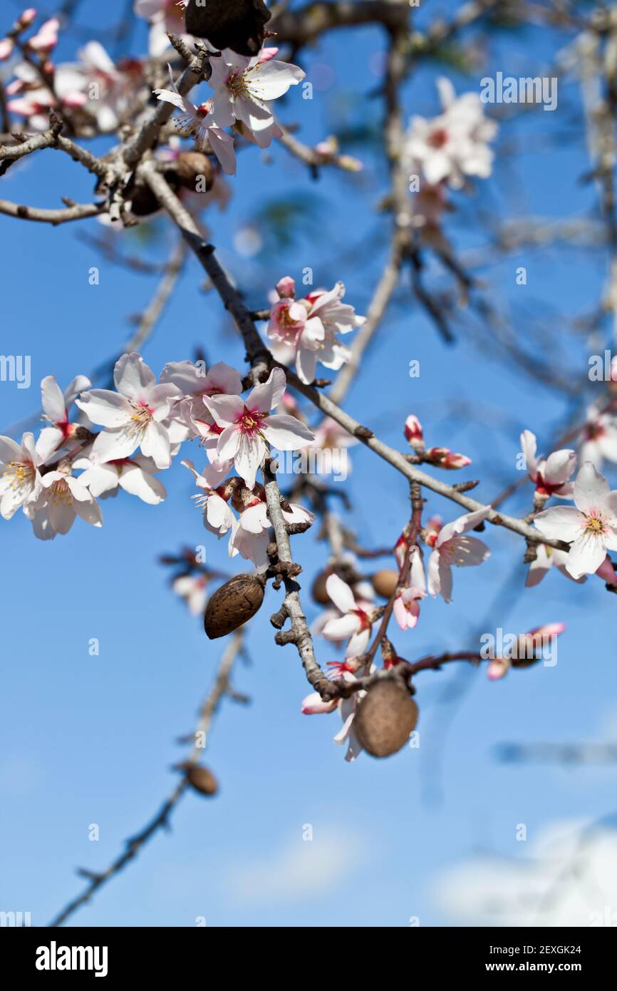 Fioritura del mandorlo Foto Stock