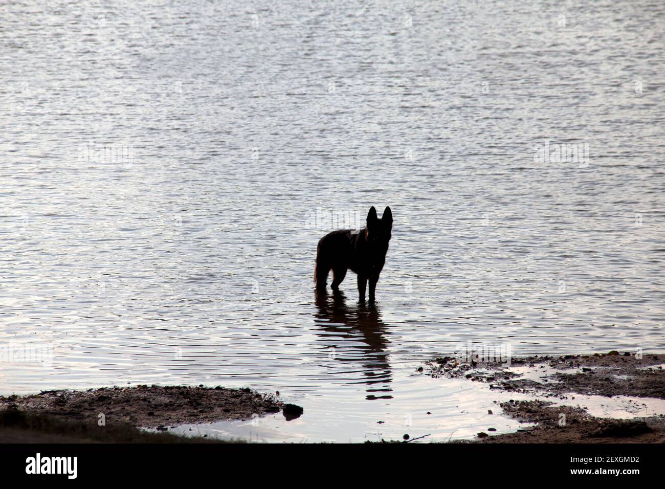 Silhouette con retroilluminazione cane in piedi in acqua onde in spiaggia Foto Stock