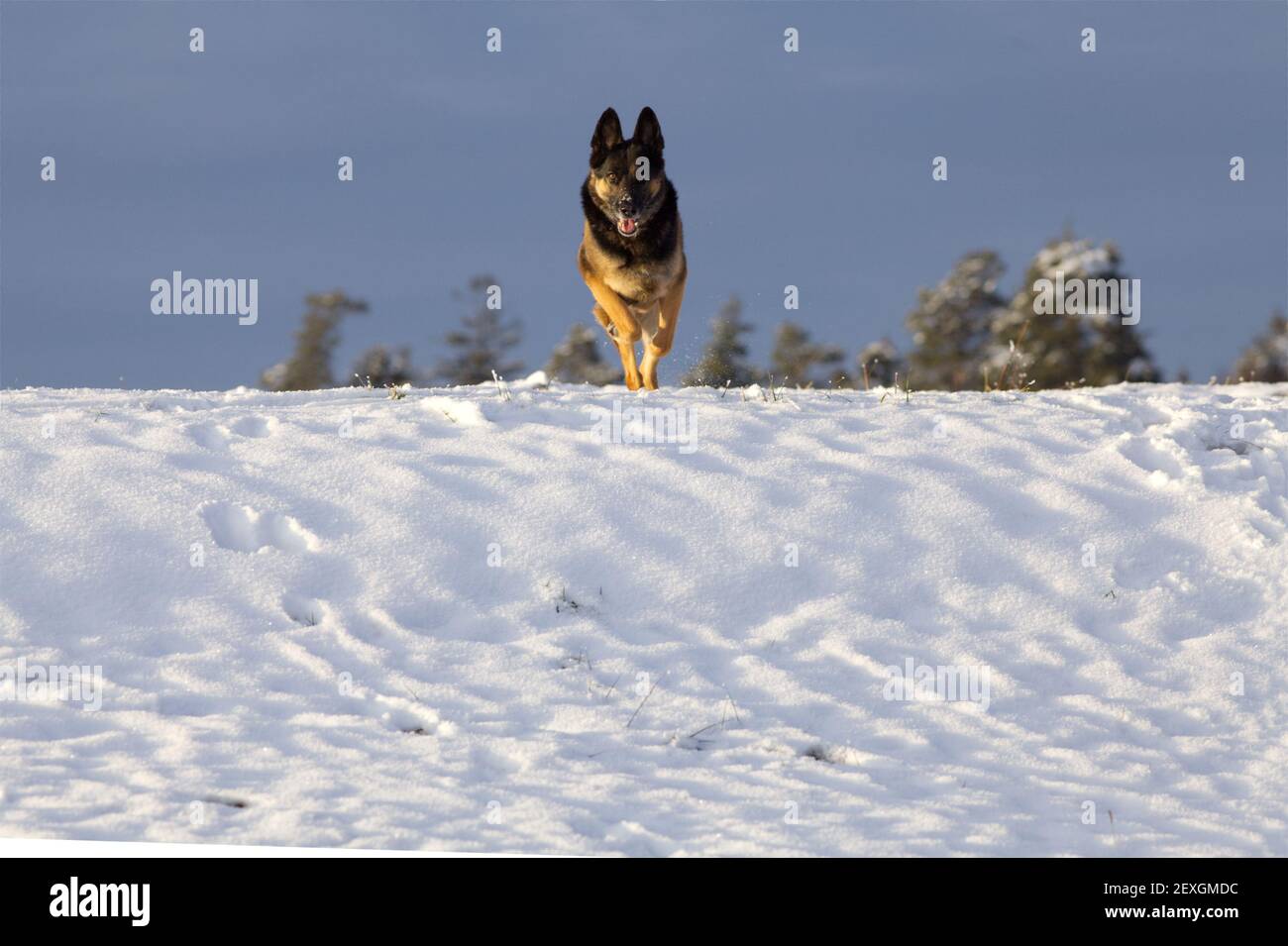 Dog run frontale nella neve. Attività invernale con cani da pastore tedeschi Foto Stock