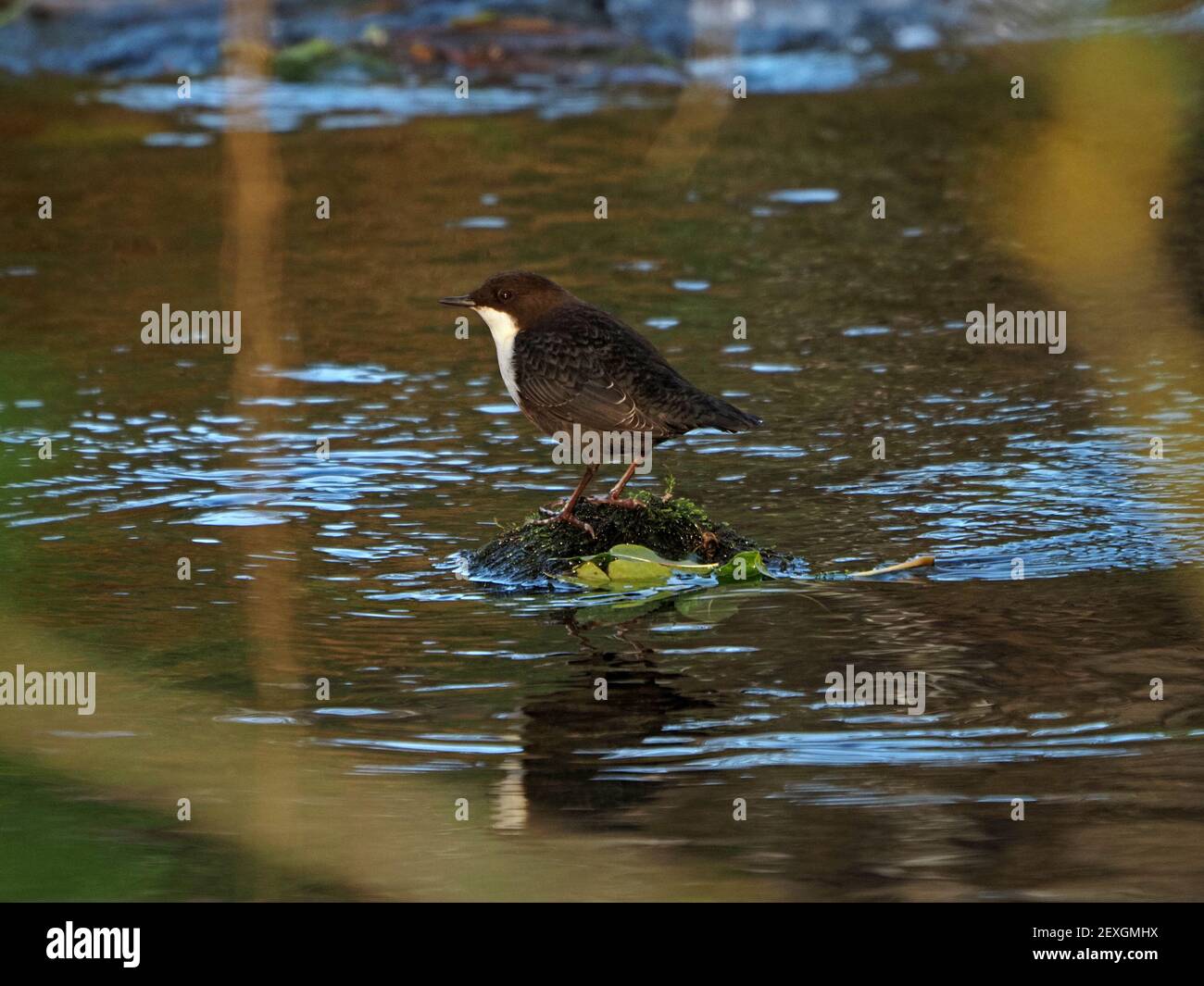 Single White-thoated o European Dipper (Cincluss cincluss), l'unico songbird acquatico della Gran Bretagna su una pietra mussosa nel ruscello montano a Cumbria, Inghilterra, Regno Unito Foto Stock