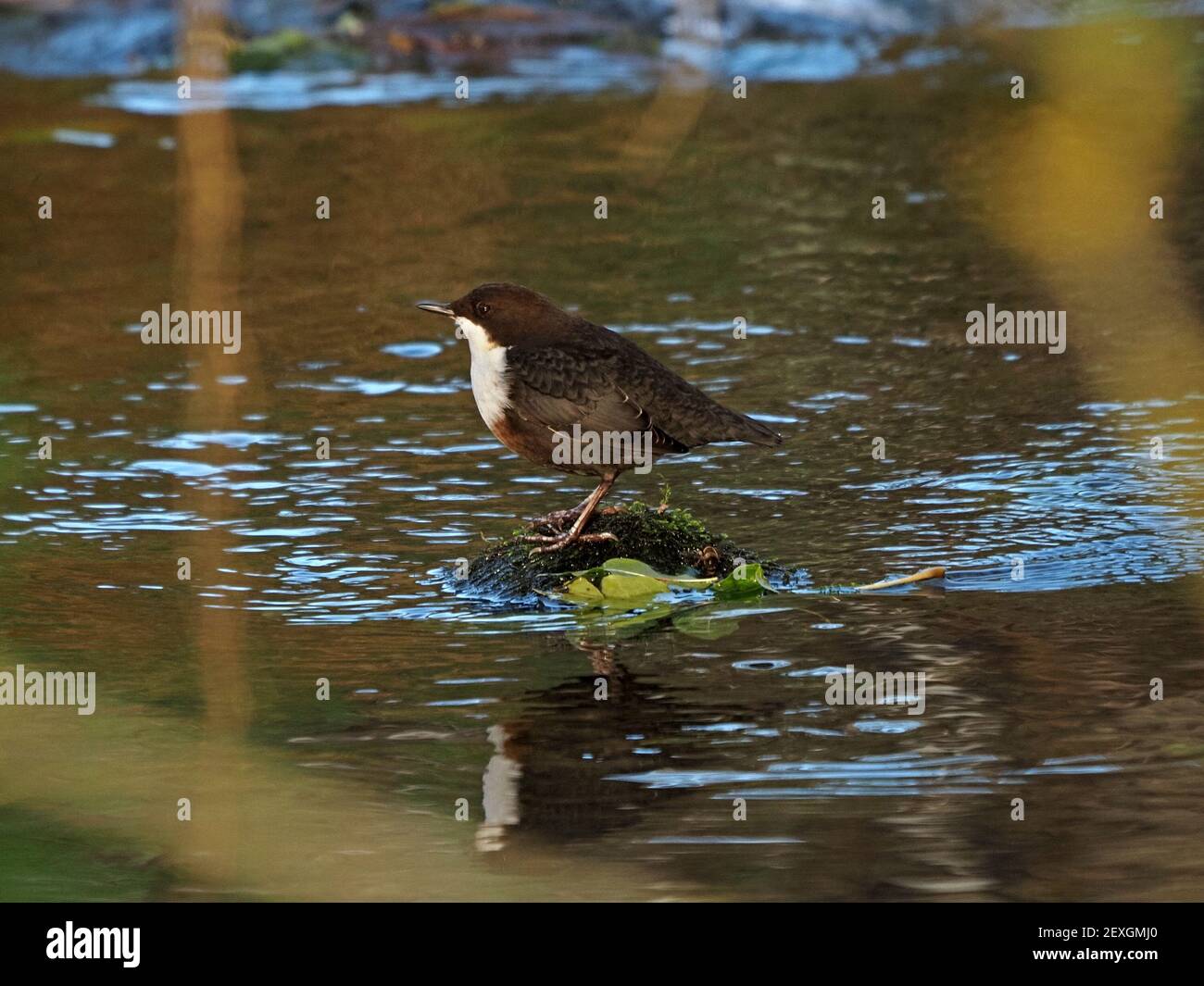 Single White-thoated o European Dipper (Cincluss cincluss), l'unico songbird acquatico della Gran Bretagna su una pietra mussosa nel ruscello montano a Cumbria, Inghilterra, Regno Unito Foto Stock