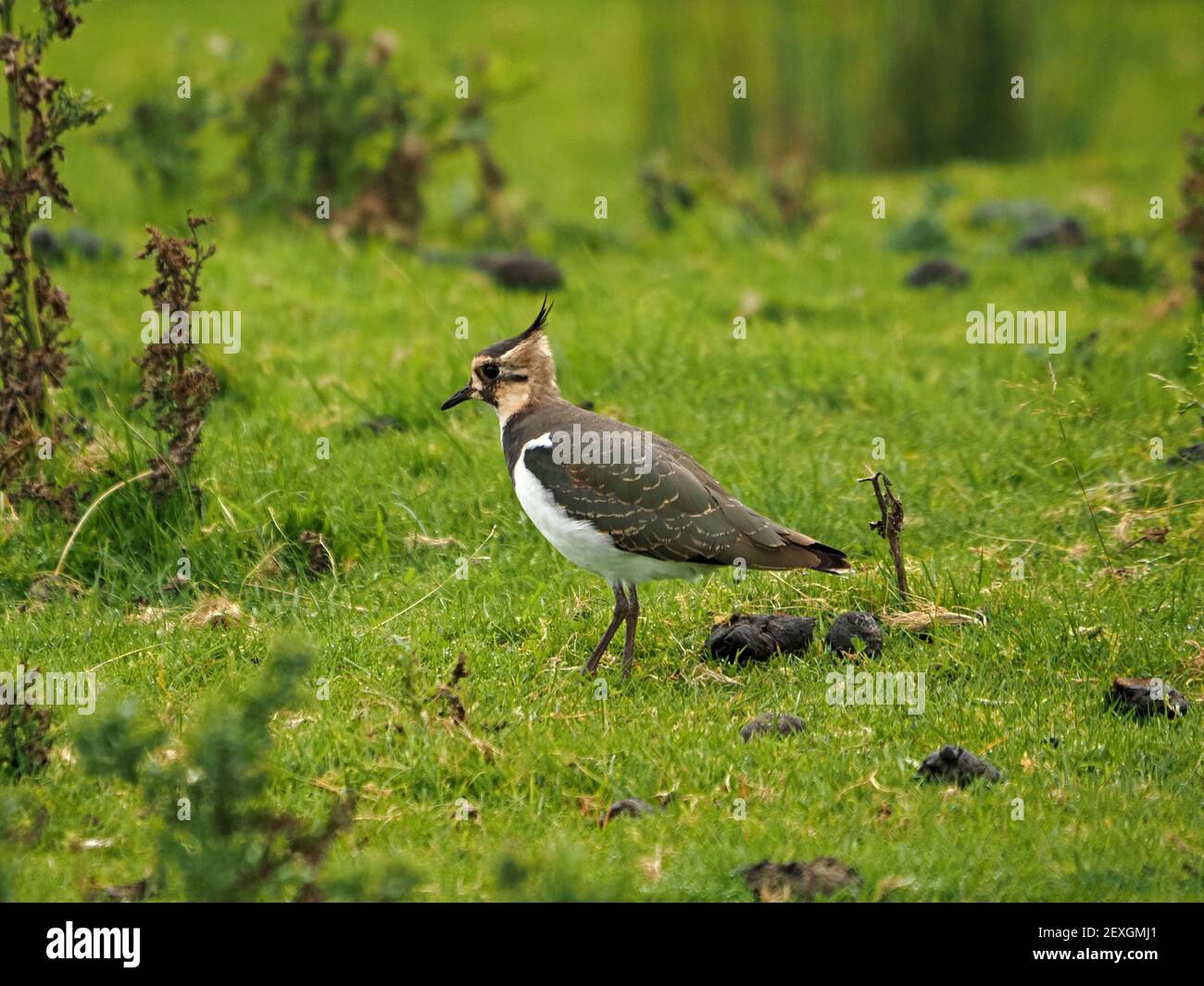 Single immature Northern Lapwing o Peewit (Vanellus vanellus) con lo sviluppo di cresta foraggio su pascolo grezzo dove ha volato in Cumbria, Inghilterra, Regno Unito Foto Stock