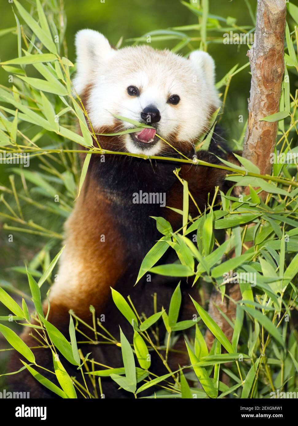 Panda rosso mangia dieta regolare dei germogli di bambù e rami di alberi Foto Stock