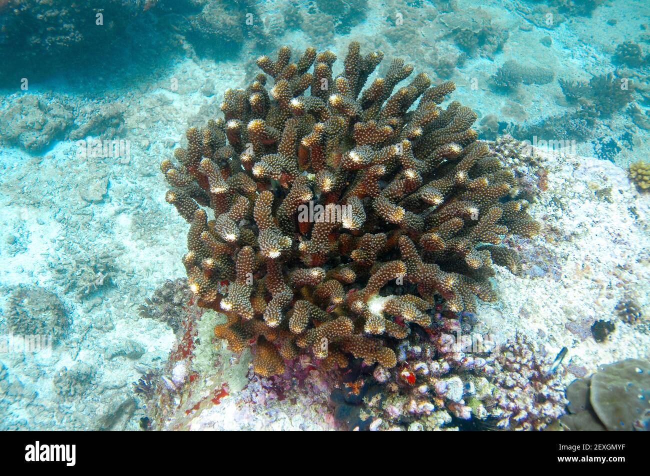 Struttura del Corallo di Cauliflower, Pocillopora verrucosa. Corallo duro sopra il fondo roccioso Foto Stock