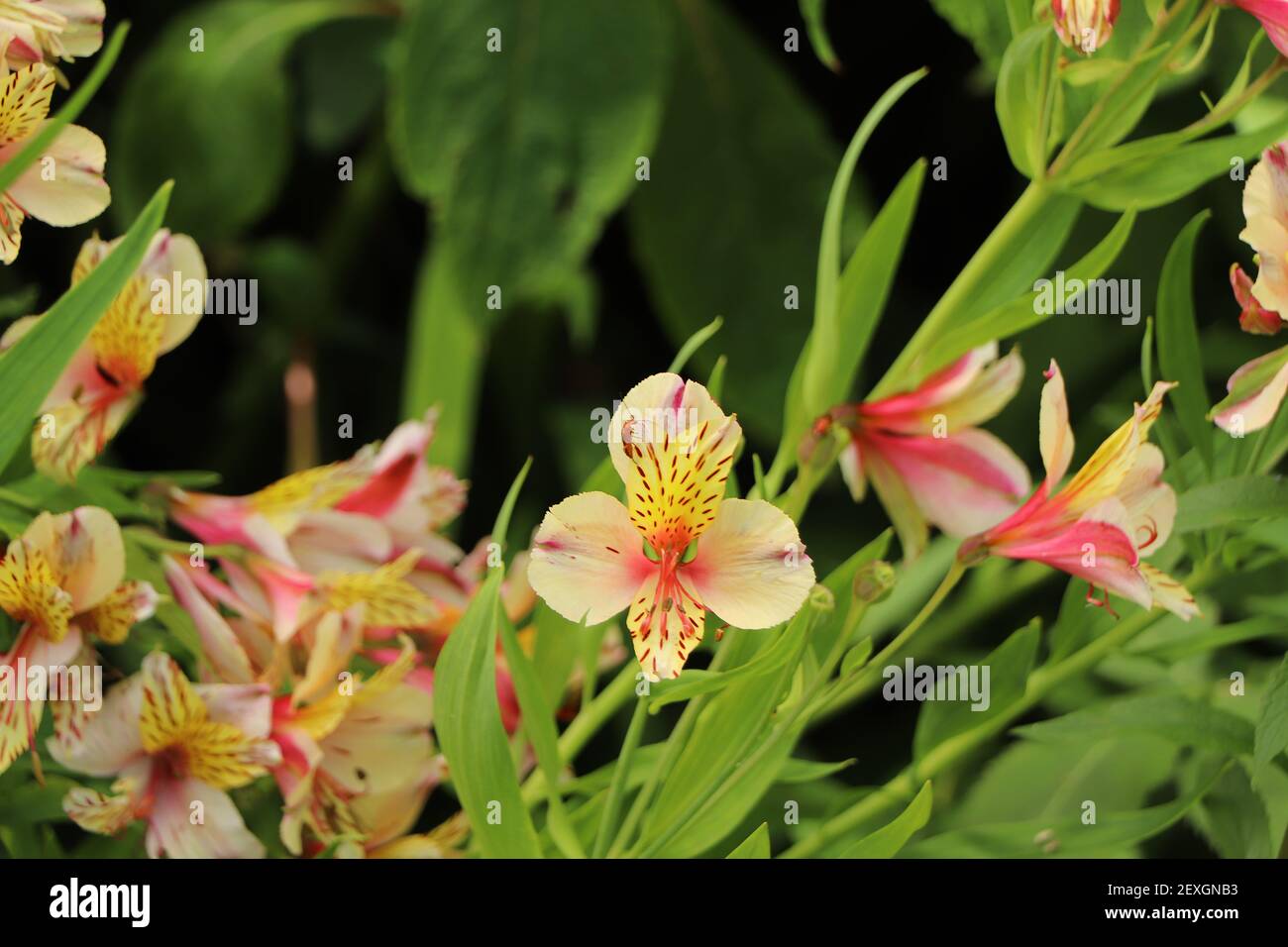 Bug rosso strisciato su bellissimi petali bianchi e rosa Giardini di Trelissick in Cornovaglia Foto Stock