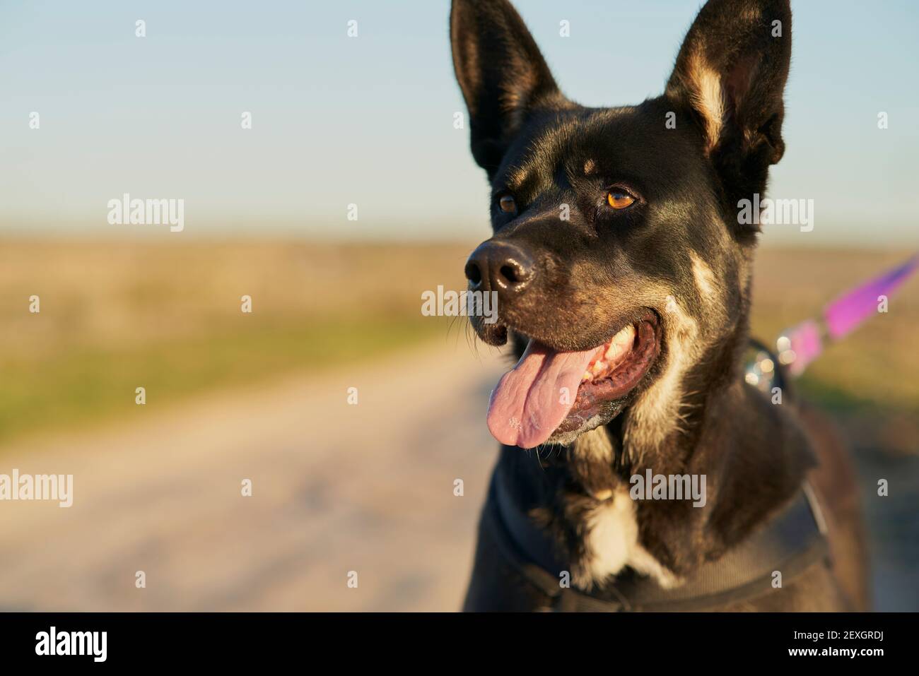 Primo piano di cane nero con macchie bianche e marroni su avviso Foto Stock
