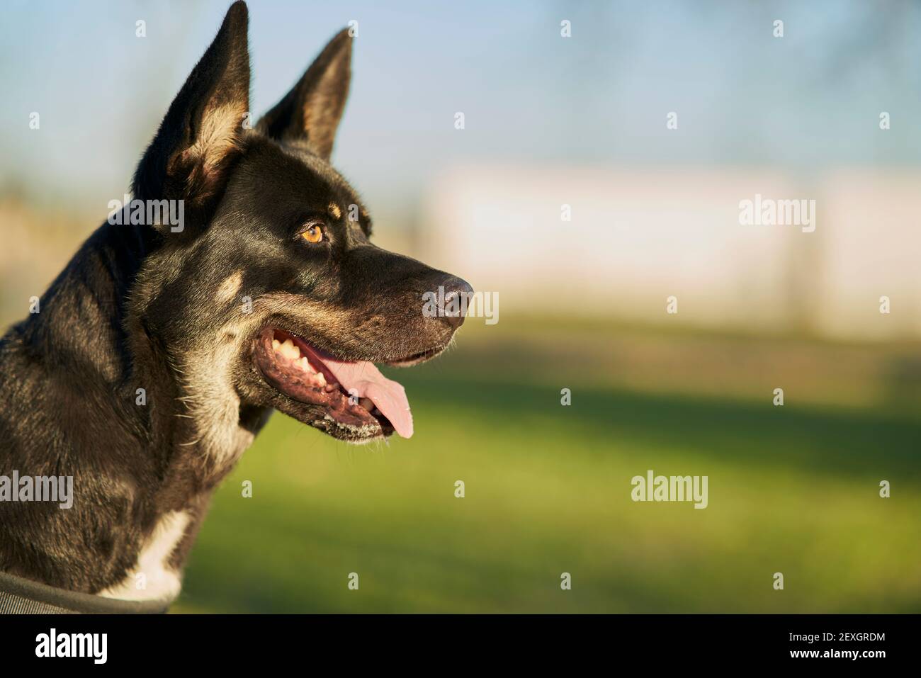 Primo piano di cane nero con macchie bianche e marroni su avviso Foto Stock