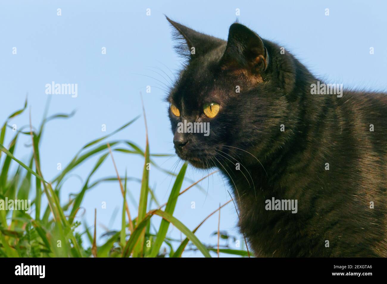 gatto nero e erba verde all'aperto Foto Stock