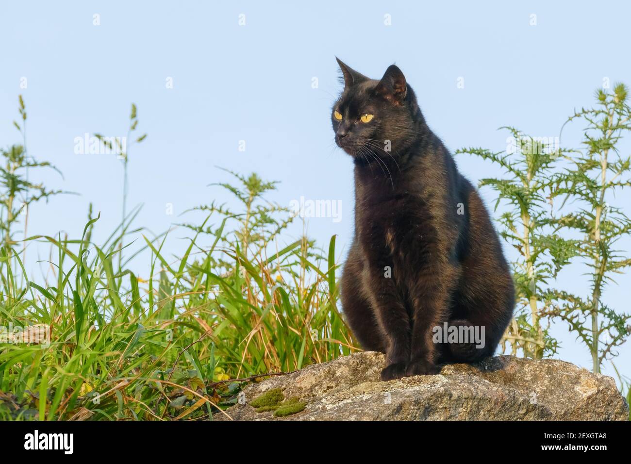 gatto nero all'aperto su una pietra con erba intorno Foto Stock