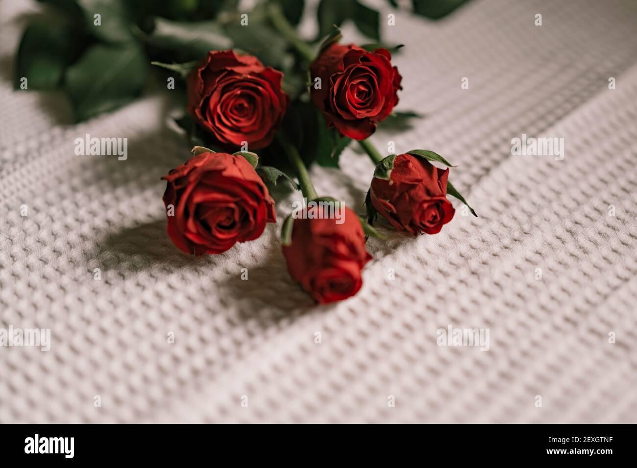 5 rosse rosse rosse sulla salvietta. Foto Stock