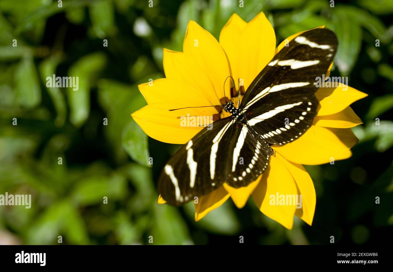 Zebra Longwing Butterfly atterrato fiore giallo Foto Stock